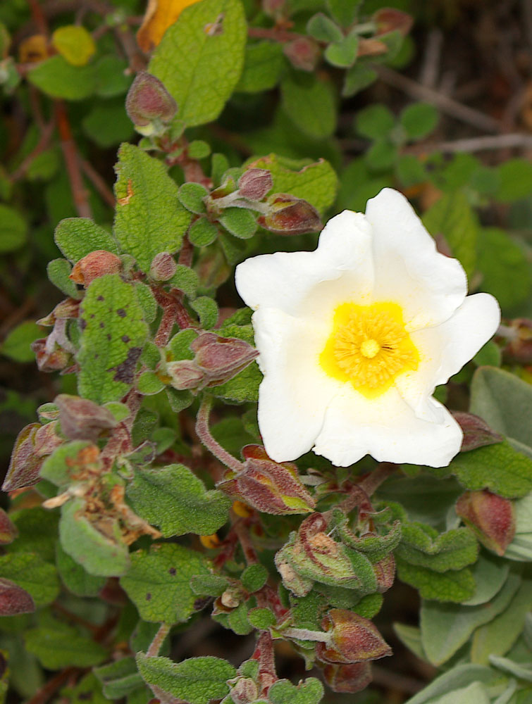 Cistus salvifolius / Cisto femmina